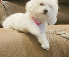 Beautiful Maltese Bichon Babies