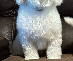 Beautiful Maltese Bichon Babies