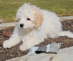 Male Shih-poo( Shih Tzu and Poodle ) puppy