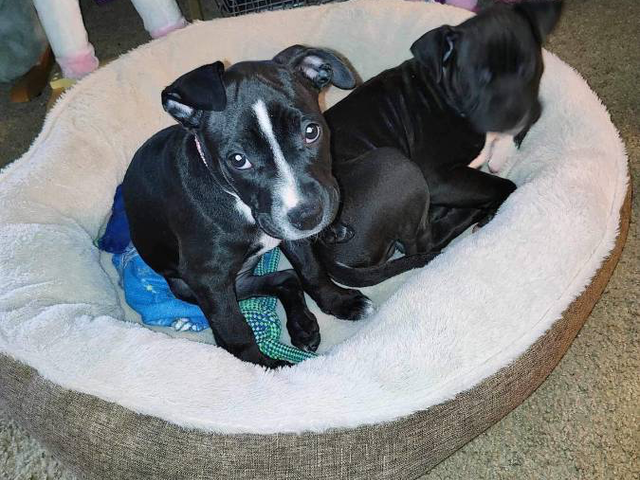 Staffordshire Bull Terrier puppies for adoption