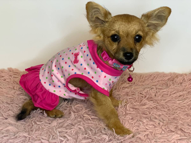 18 weeks old female Pomchi for sale