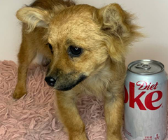 18 weeks old female Pomchi for sale