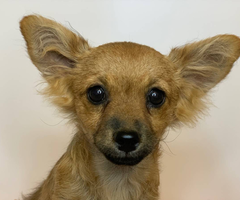 18 weeks old female Pomchi for sale