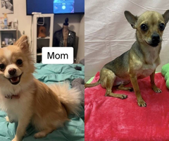 18 weeks old female Pomchi for sale