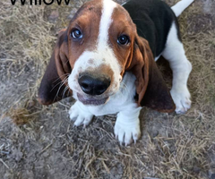 Purebred Bassett hound puppies