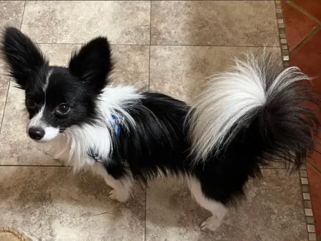 Male Papillon Puppy