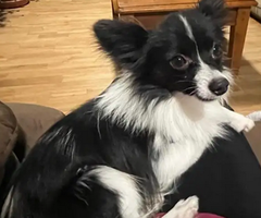 Male Papillon Puppy