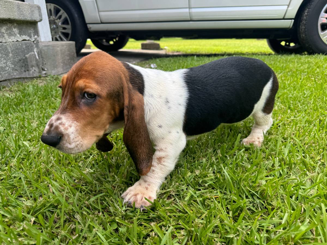 3 Bassett hound puppies needing new home