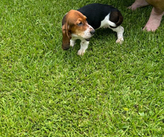 3 Bassett hound puppies needing new home