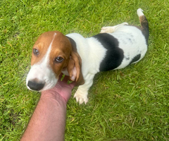 3 Bassett hound puppies needing new home