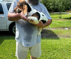 3 Bassett hound puppies needing new home