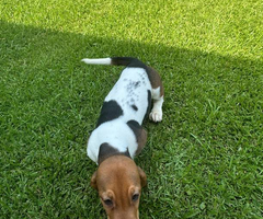3 Bassett hound puppies needing new home