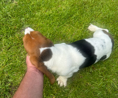 3 Bassett hound puppies needing new home