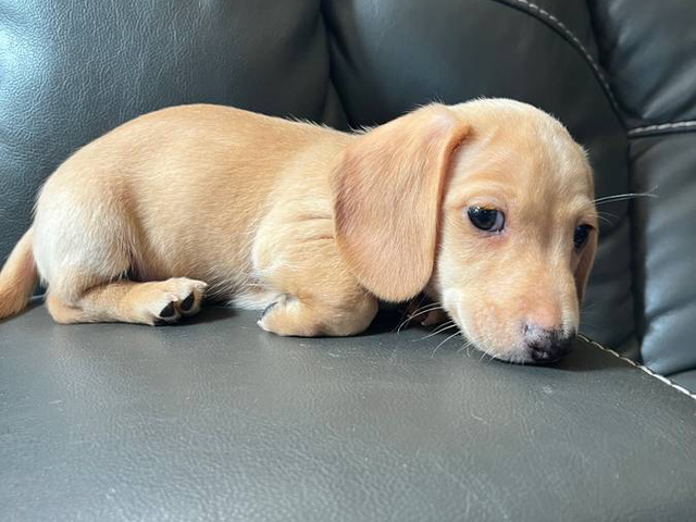Smoot coat doxie pups for sale