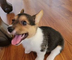 AKC purebred Pembroke Welsh Corgi puppies for sale