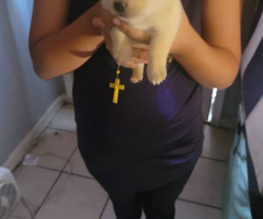 Shihtzu Chihuahua puppies for sale