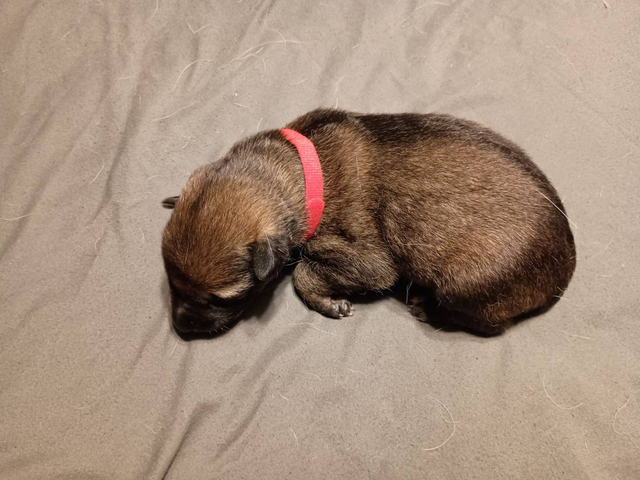5 German Shepherd puppies still available
