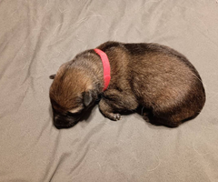 5 German Shepherd puppies still available