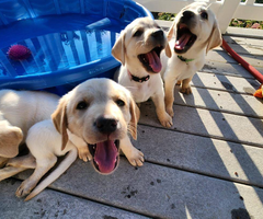 AKC registered yellow lab puppies for salw