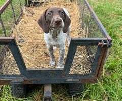 German shorthaired pointers