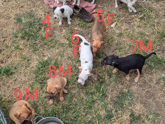 9 pitbull mastiff mix puppies need new homes