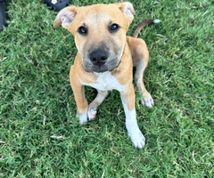 2 boy Rhodesian Ridgeback mix puppies