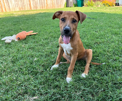 2 boy Rhodesian Ridgeback mix puppies