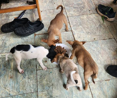 4 Mountain Feist puppies for adoption