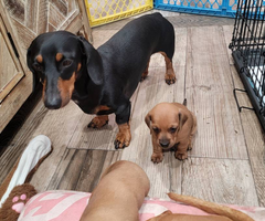 Purebred Miniature Dachshund Pups for sale