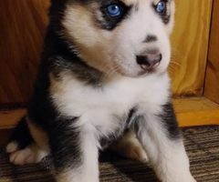 Black and white female husky puppy