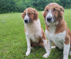 Purebred English Shepherd puppy