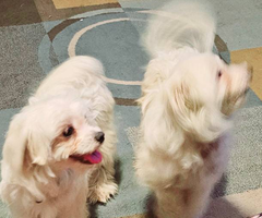 Male and female Shi-chon puppies