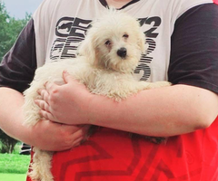 Male and female Shi-chon puppies