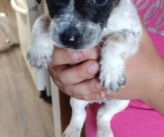 8 Gorgeous rat terrier pups for sale