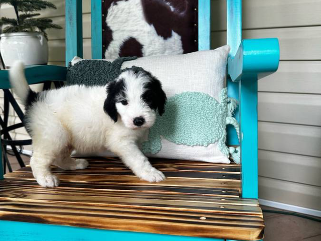 Boy and girl Shepadoodles