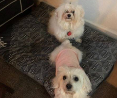 2 Cuddly Maltese Terrier Mix puppies