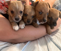 6 Pomchi x Chiweenie puppies for sale