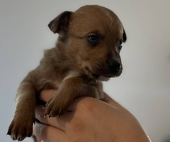 6 Pomchi x Chiweenie puppies for sale