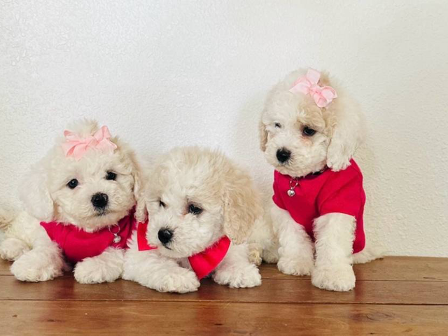 3 Cute Bich-Poo puppies for sale