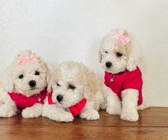 3 Cute Bich-Poo puppies for sale