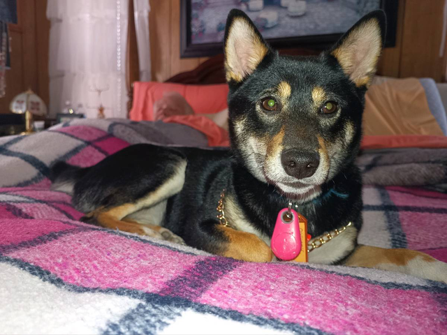 Shiba Inu Husky mix puppies for adoption