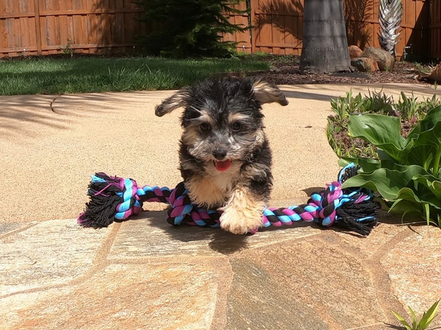 Healthy and fabulous Yorkshire terrier puppy