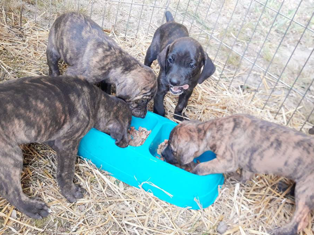 4 registered mountain cur puppies for sale