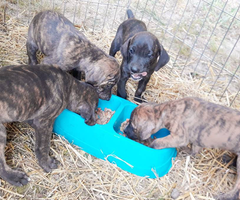 4 registered mountain cur puppies for sale