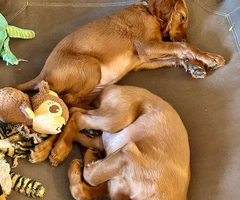 3 female Irish Setter puppies for sale