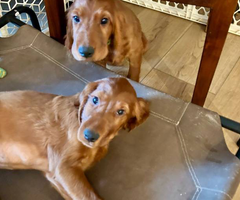 3 female Irish Setter puppies for sale