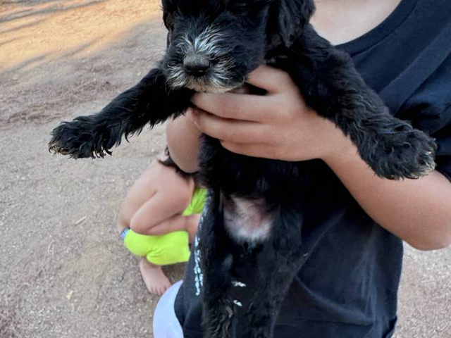 Shepadoodle babies available