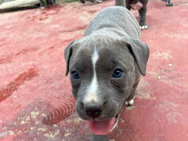 6-week-old blue pit/bullies for sale
