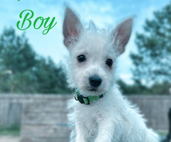 West Highland White Terrier puppies for sale