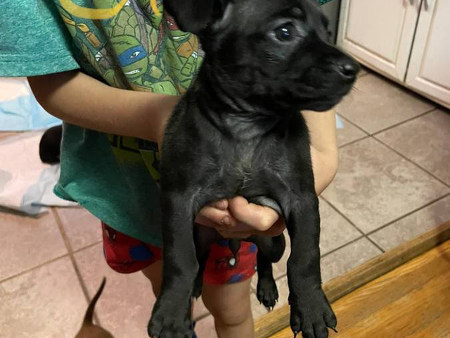 Playful Chiweenie pups looking for home